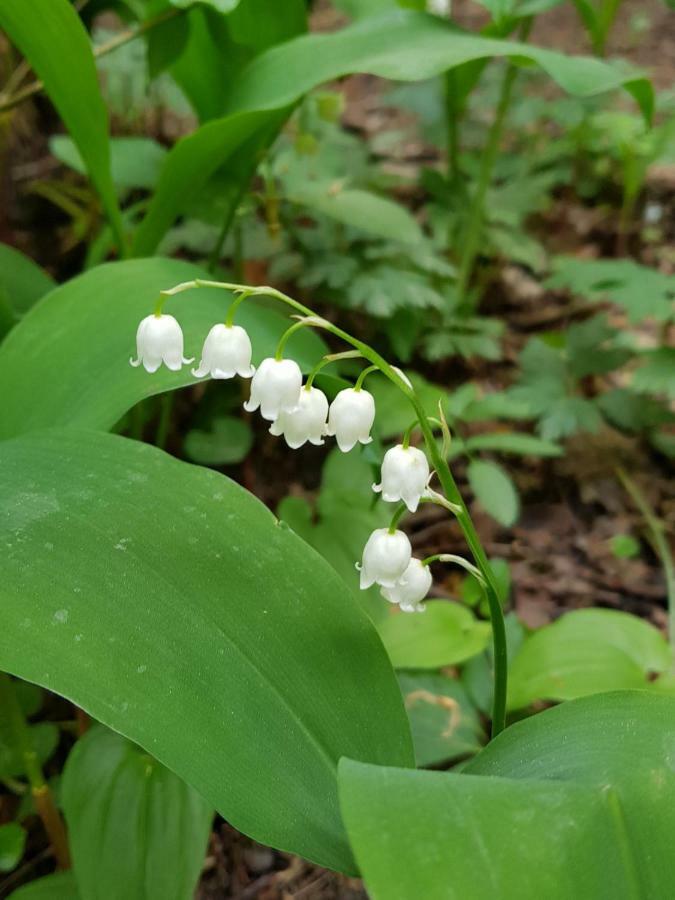 B&B Il Tulipano 산 피에트로 디 카도레 외부 사진