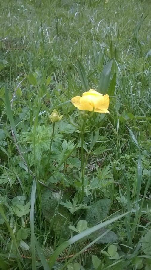 B&B Il Tulipano 산 피에트로 디 카도레 외부 사진